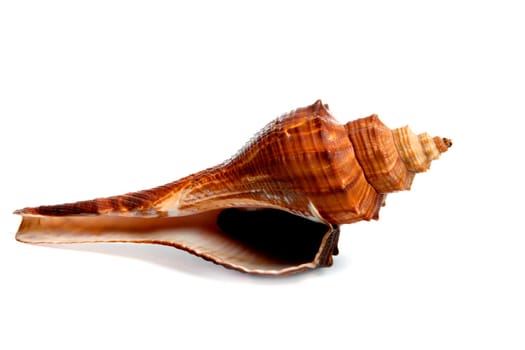 Marine sea shell in a studio setting against a white background