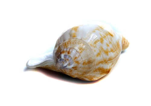 Marine sea shell in a studio setting against a white background