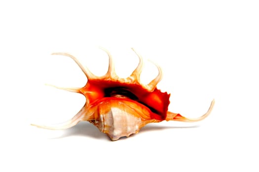 chicoreus snissodosus