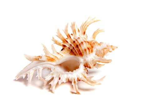Marine sea shell in a studio setting against a white background