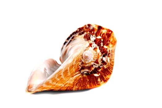 Marine sea shell in a studio setting against a white background