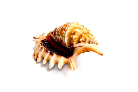 Marine sea shell in a studio setting against a white background