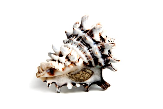Marine sea shell in a studio setting against a white background