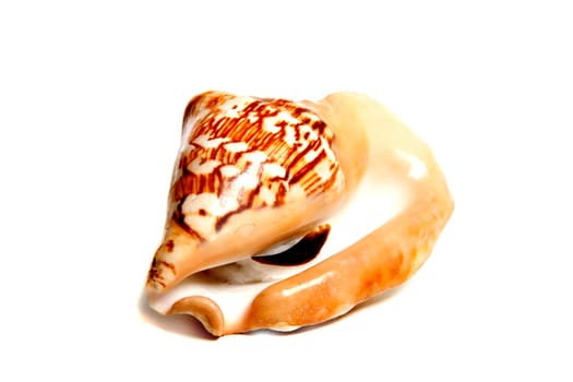 Marine sea shell in a studio setting against a white background