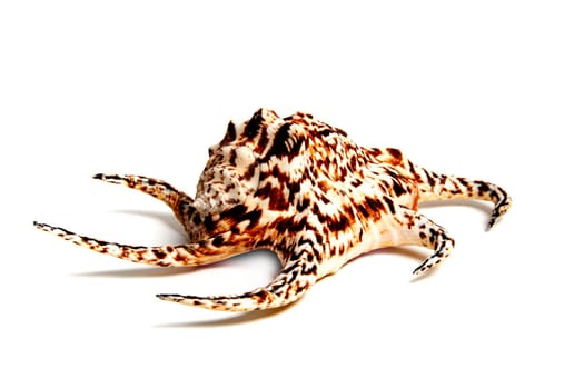 Marine sea shell in a studio setting against a white background