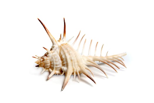 Marine sea shell in a studio setting against a white background