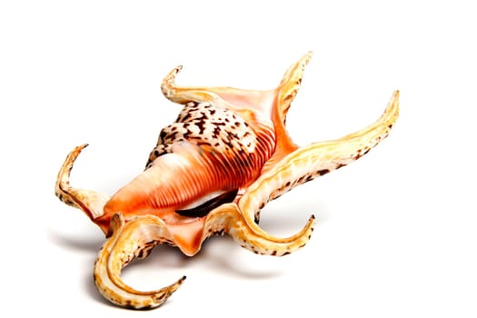 Marine sea shell in a studio setting against a white background