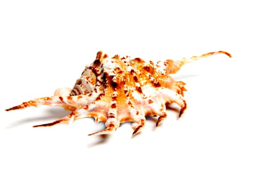 Marine sea shell in a studio setting against a white background