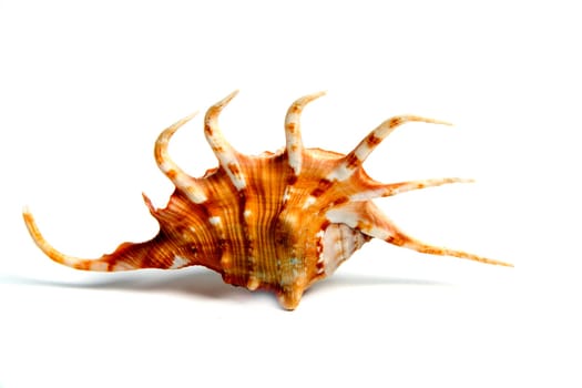 Marine sea shell in a studio setting against a white background
