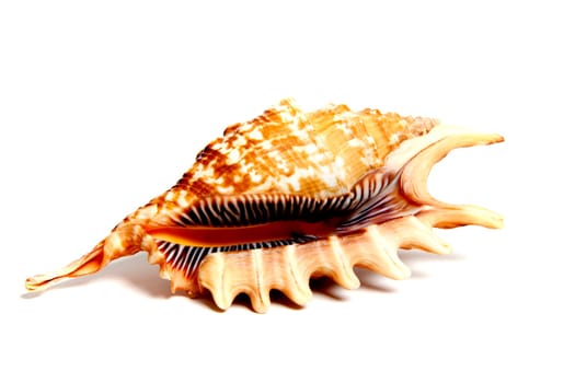 Marine sea shell in a studio setting against a white background