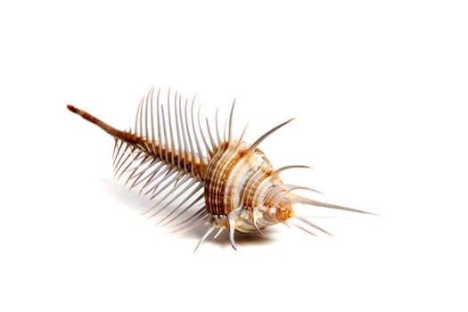 Marine sea shell in a studio setting against a white background