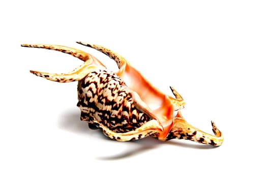 Marine sea shell in a studio setting against a white background