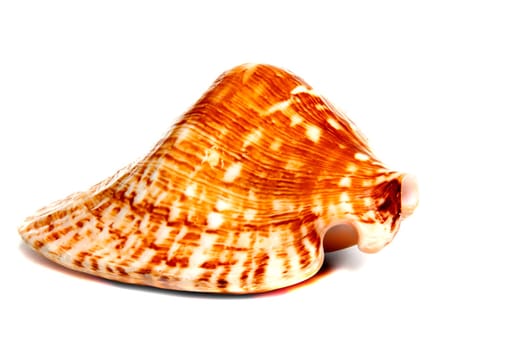 Marine sea shell in a studio setting against a white background