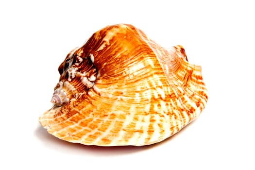Marine sea shell in a studio setting against a white background