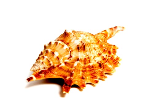 Marine sea shell in a studio setting against a white background