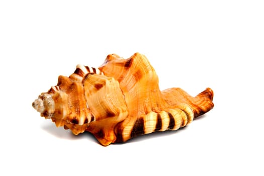 Marine sea shell in a studio setting against a white background