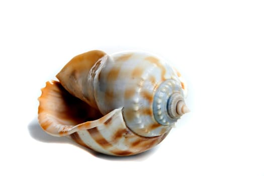 Marine sea shell in a studio setting against a white background