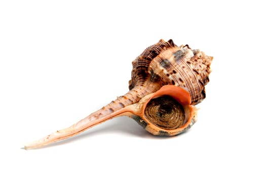 Marine sea shell in a studio setting against a white background