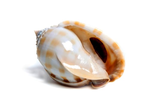 Marine sea shell in a studio setting against a white background