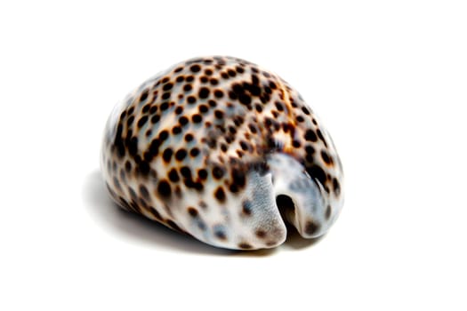 Marine sea shell in a studio setting against a white background