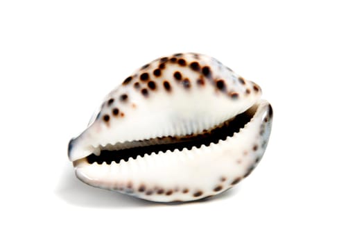 Marine sea shell in a studio setting against a white background
