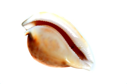 Marine sea shell in a studio setting against a white background