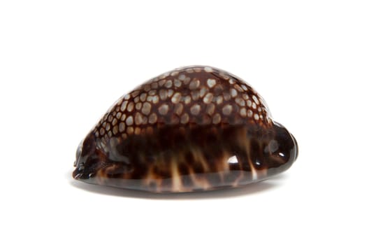 Marine sea shell in a studio setting against a white background