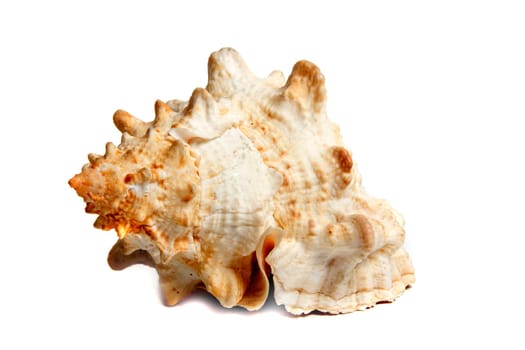 Marine sea shell in a studio setting against a white background