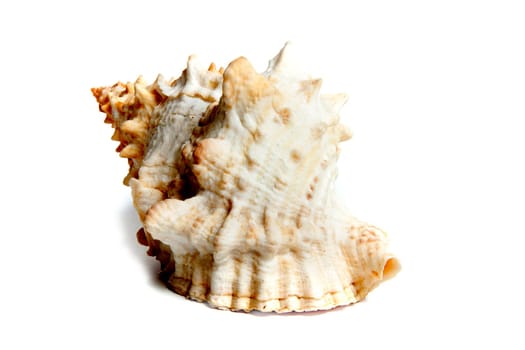 Marine sea shell in a studio setting against a white background
