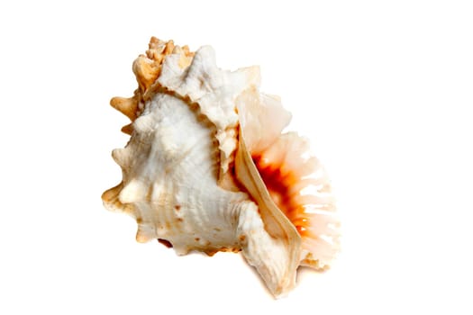 Marine sea shell in a studio setting against a white background