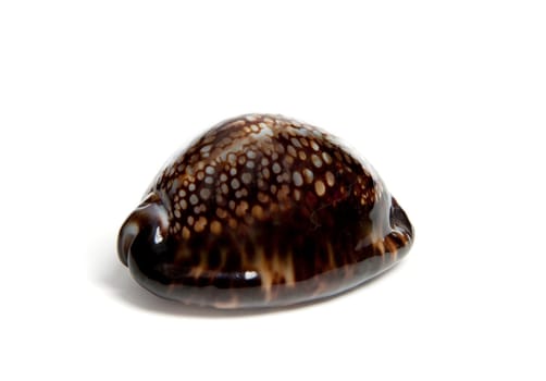 Marine sea shell in a studio setting against a white background