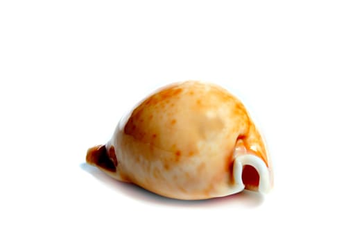 Marine sea shell in a studio setting against a white background