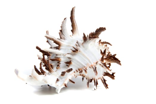 Marine sea shell in a studio setting against a white background