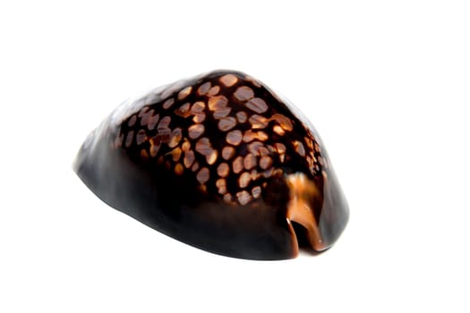 Marine sea shell in a studio setting against a white background