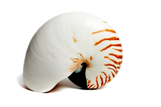 Marine sea shell in a studio setting against a white background