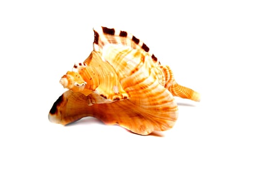 Marine sea shell in a studio setting against a white background