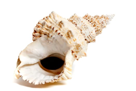 Marine sea shell in a studio setting against a white background