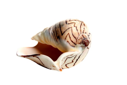 Marine sea shell in a studio setting against a white background
