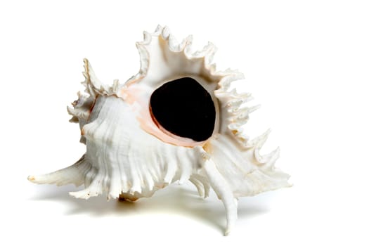 Marine sea shell in a studio setting against a white background