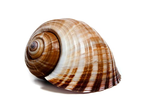 Marine sea shell in a studio setting against a white background