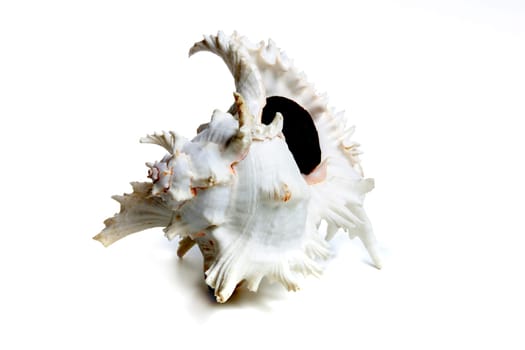 Marine sea shell in a studio setting against a white background