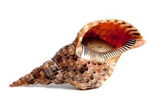 Marine sea shell in a studio setting against a white background