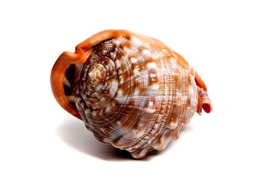 Marine sea shell in a studio setting against a white background