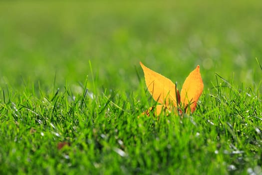 yellow leaf