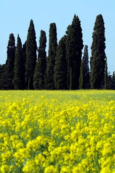 Cypress trees on yellow field in Tuscany - Italy