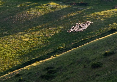 Sheep on green field in Tuscany - Italy
