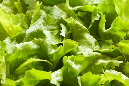 fresh green lettuce salad close up shoot