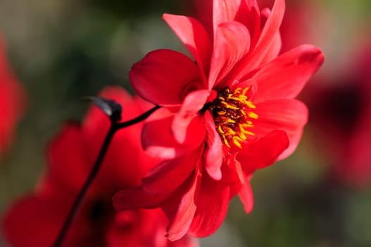 Dahlias