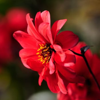 Dahlias