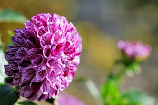 Dahlias
